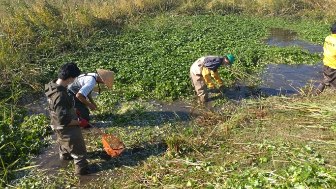 水面一面に繁殖した水草